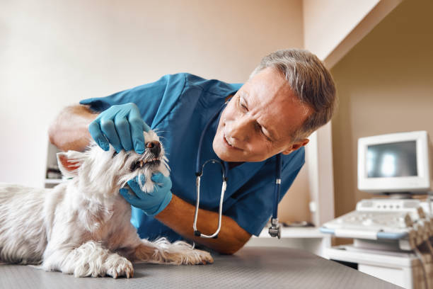 Best 24-Hour Emergency Dental Care in Porter Heights, TX